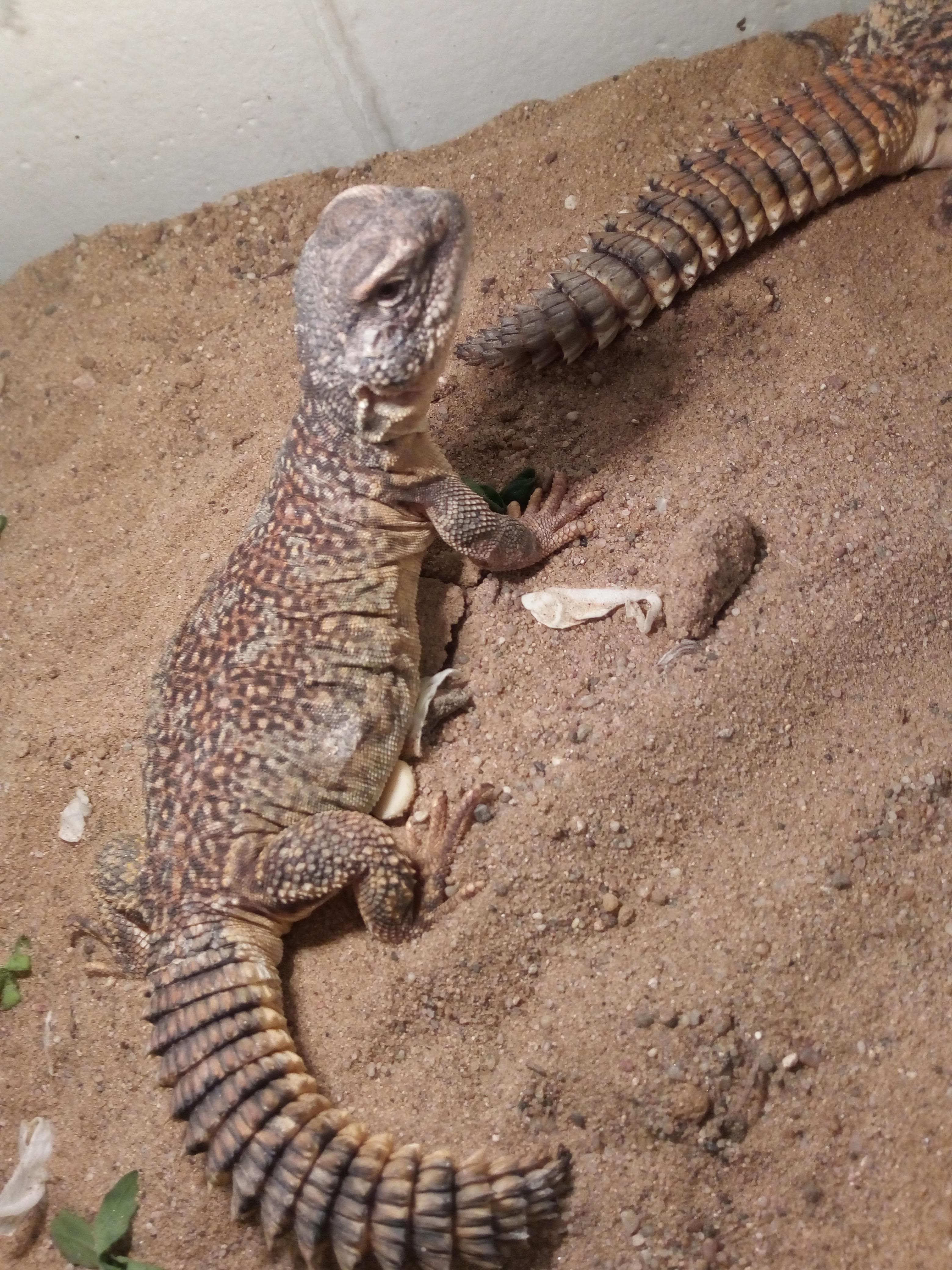 Uromastyx acanthinurus - Trnorep